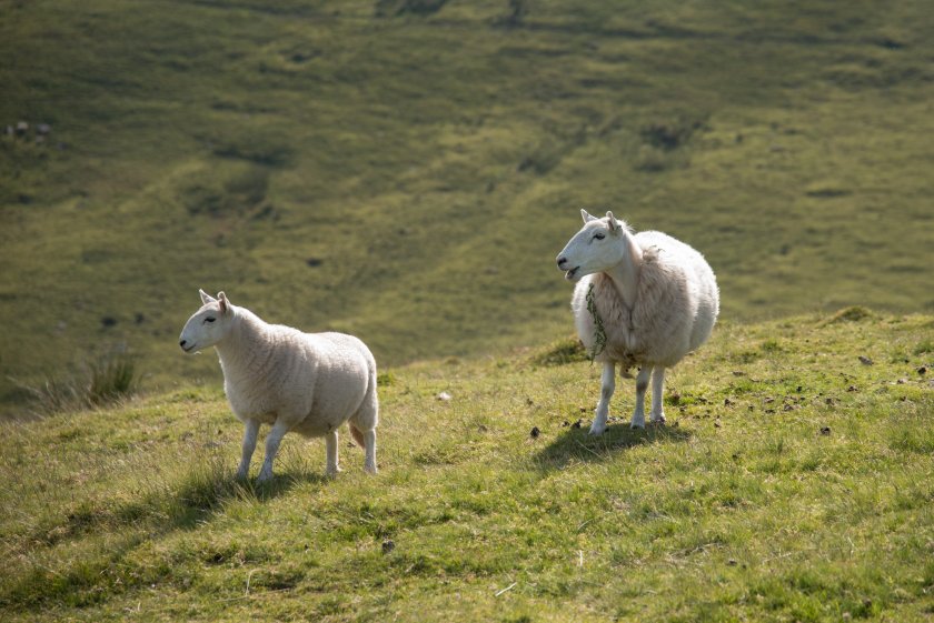 Beginning at the start of the new financial year, farmers will pay an extra 6p on the levy for sheep and 2p for processors