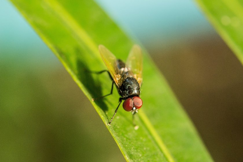 Flies impact on herd productivity as when livestock are troubled by them, their feed intake is compromised