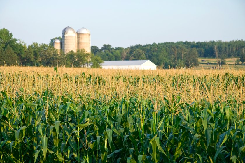 Researchers say the new discovery could lead to the breeding of crops that can withstand drought and low-nitrogen soil conditions