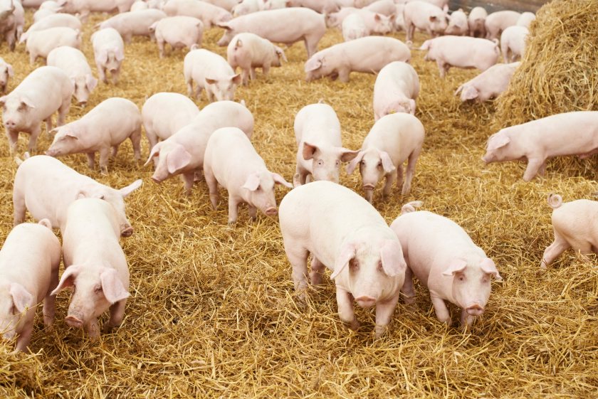 The National Pig Association says that with higher prices and lower input costs, many farmers are starting to return a profit on pig production