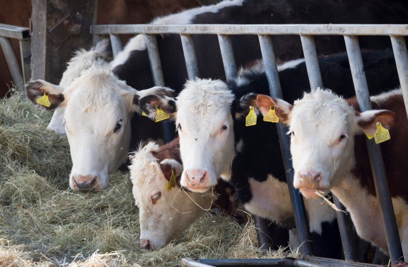 The poisoning can have a knock-on effect on the food chain, as contaminated meat and milk is unsafe to sell