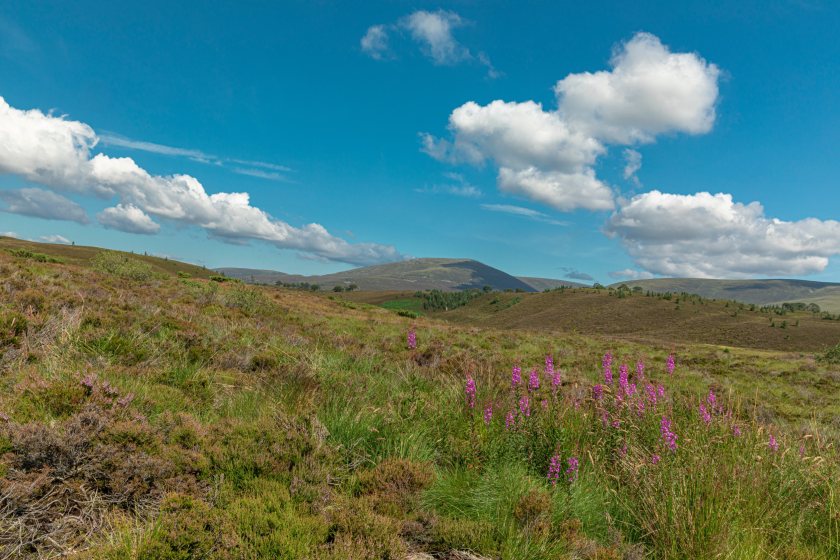 The Scottish Countryside Alliance said it was 'extremely concerned' that the bill could 'undermine effective wildlife management'