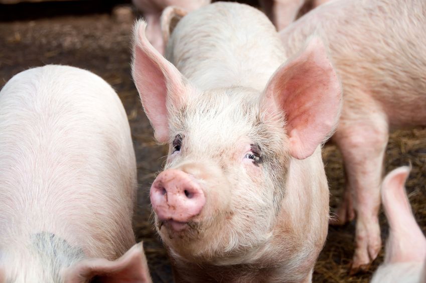 Clean pig slaughterings and pigmeat production plummeted in February 2023, according to new figures