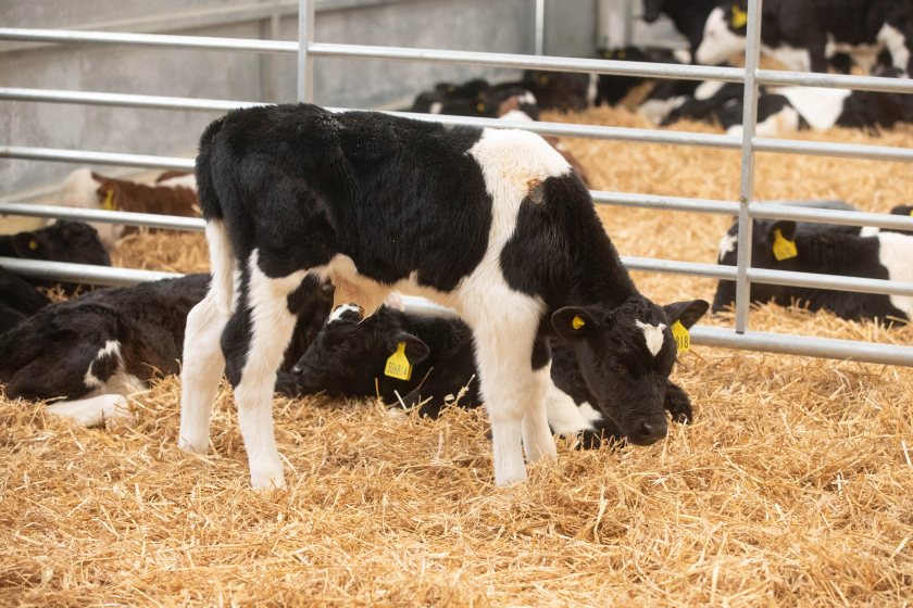 Laboratory diagnostic rates for M bovis have risen over the past 10 years, according to Ruminant Health & Welfare (RH&W)