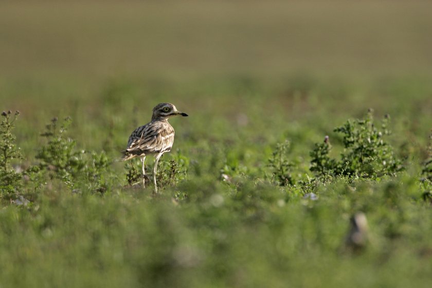 Stone-curlew, a rare grassland dwelling species, is making a comeback thanks to work done by farmers