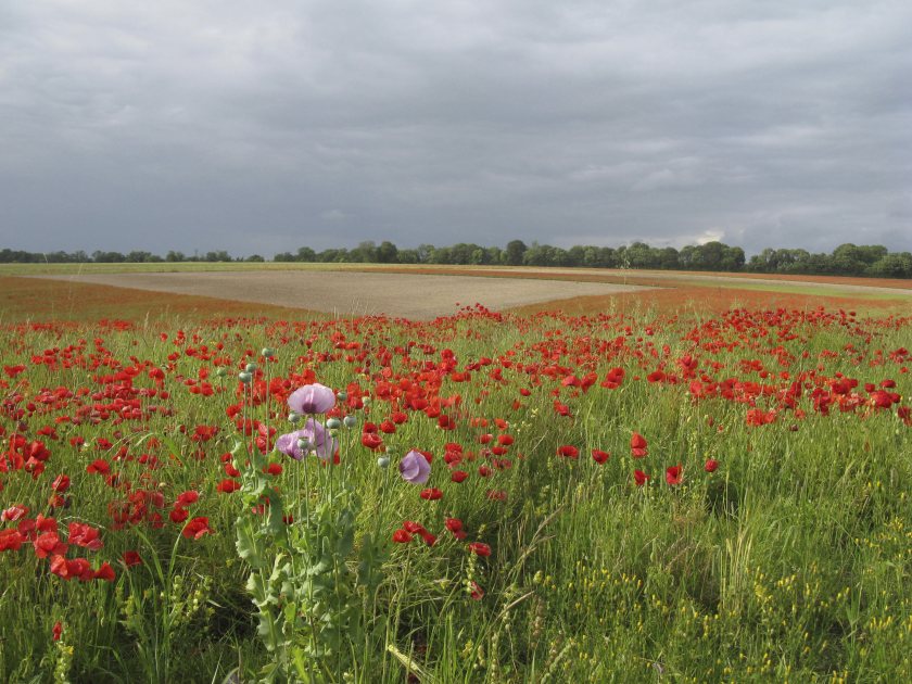 Farmers and land managers have been restoring and protecting suitable nesting sites