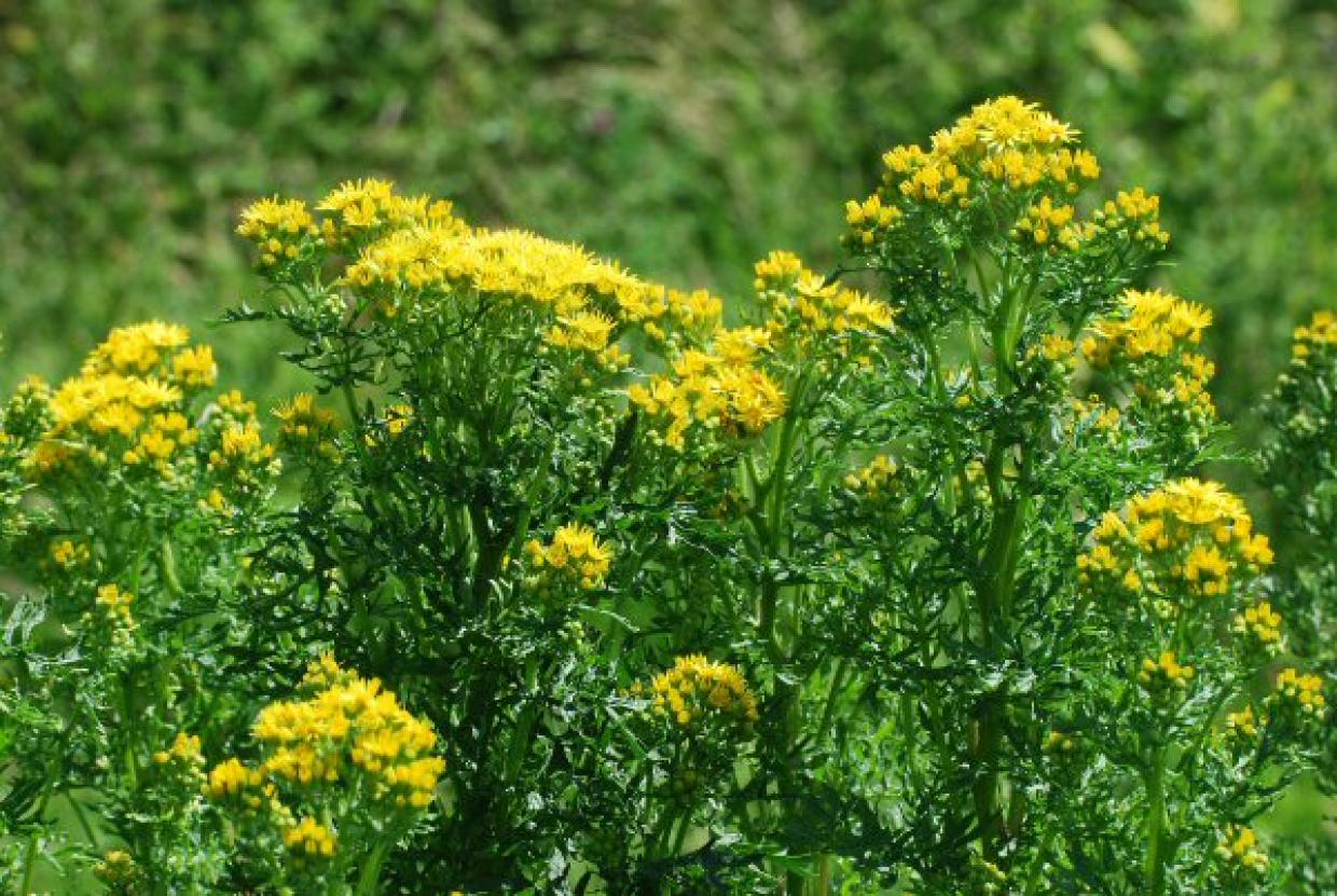 DAERA has powers to insist that certain weeds are controlled by farmers and landowners (Photo: DAERA)