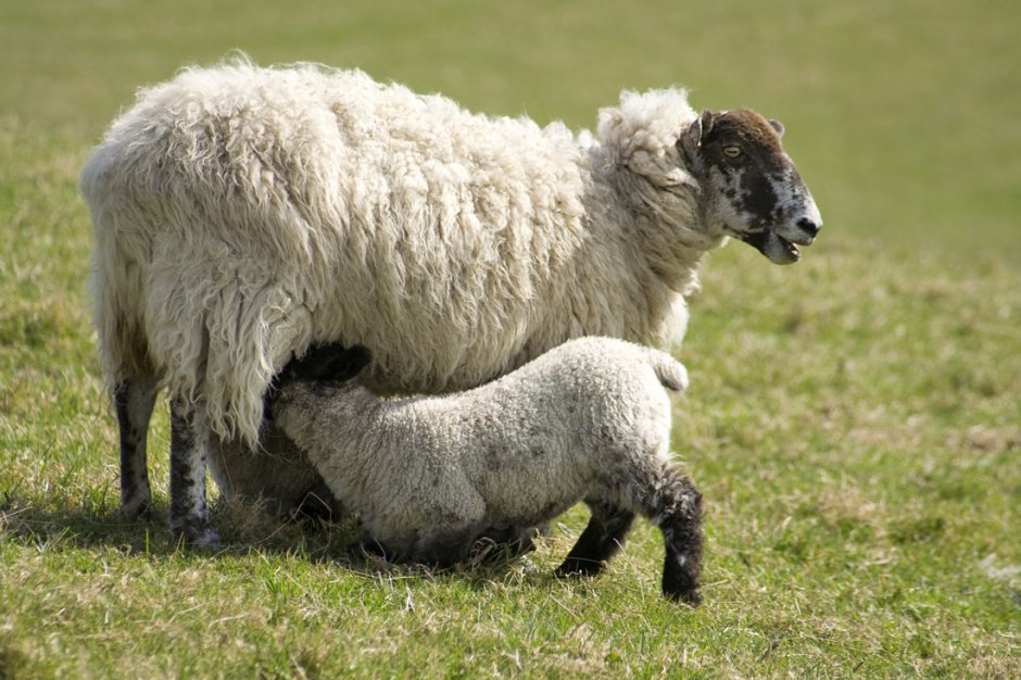 Farmers are being encouraged by financial experts to check their insurance policy during lambing season