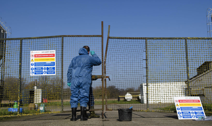 Cases of avian influenza have increased at a startling rate this season compared to five years ago