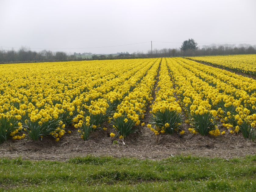 Running cold stores for bulbs in the summer and potatoes during the winter, the family farm has high energy usage