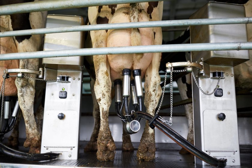 The letter, signed by 15 farming groups, says the Code would 'bring about meaningful change' within the UK dairy sector