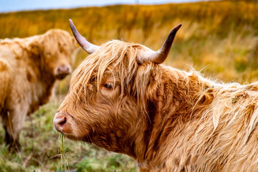 Although Scotland has been officially labelled as officially TB free (OTF) by the European Commission since 2009, cases still occur