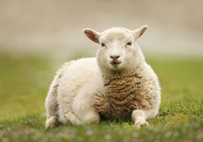 A new SAC Consulting webinar series has put a spotlight on lamb nutrition to aid growth