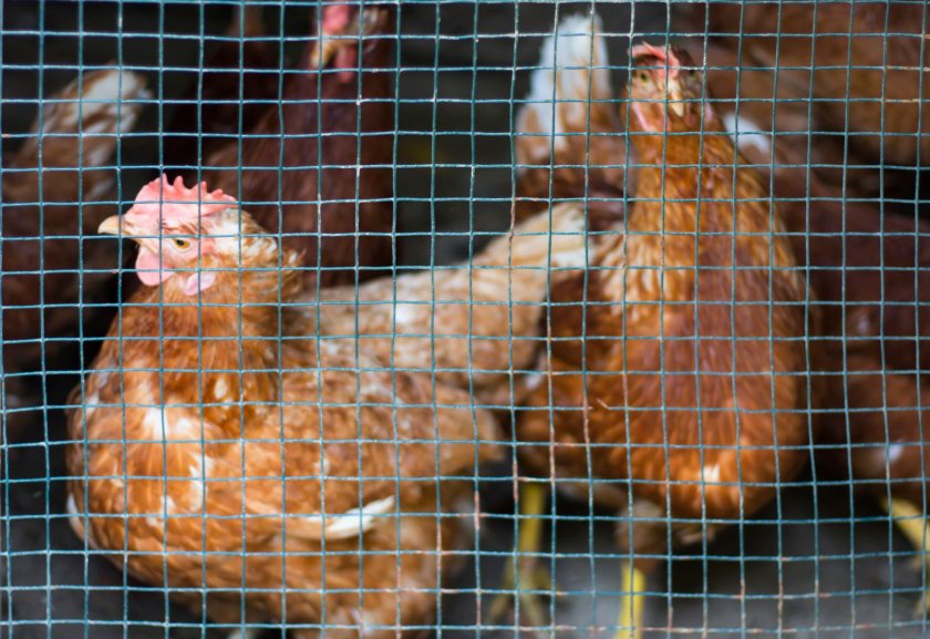 While avian influenza risk levels to poultry and captive birds have reduced, farmers have been told that the risk of outbreaks remains