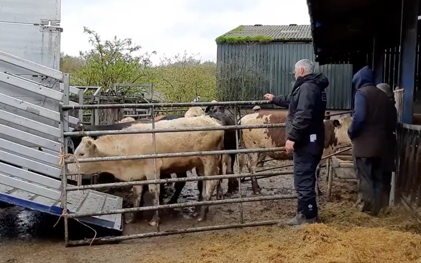 The cows were reported stolen by the farmer in December 2022 (Photo: North Wales Police's Rural Crime Team)