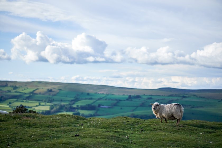 Countryside Alliance Wales said a move away from sheep grazing could end up having "devastating consequences"