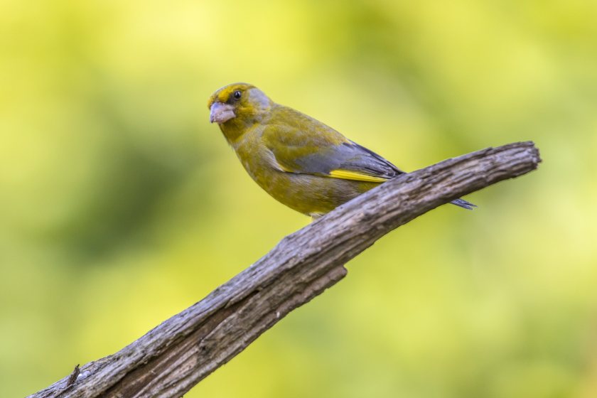 More than 1,700 farmers took part in the annual initiative, with results showing that more than 460,000 birds were recorded
