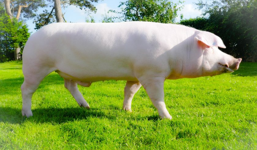 The British Landrace pig breed has seen a major fall, with just 23 dams producing pedigree progeny in 2022