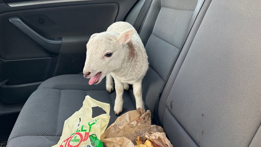 The lamb is now in the care of a local farmer, police officers have confirmed (Photo: Police Scotland)