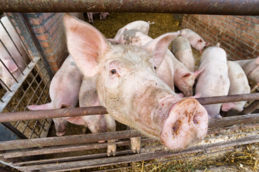 The study warns that pigs and chickens could harbour large reservoirs of cross-resistant bacteria, capable of fuelling future epidemics