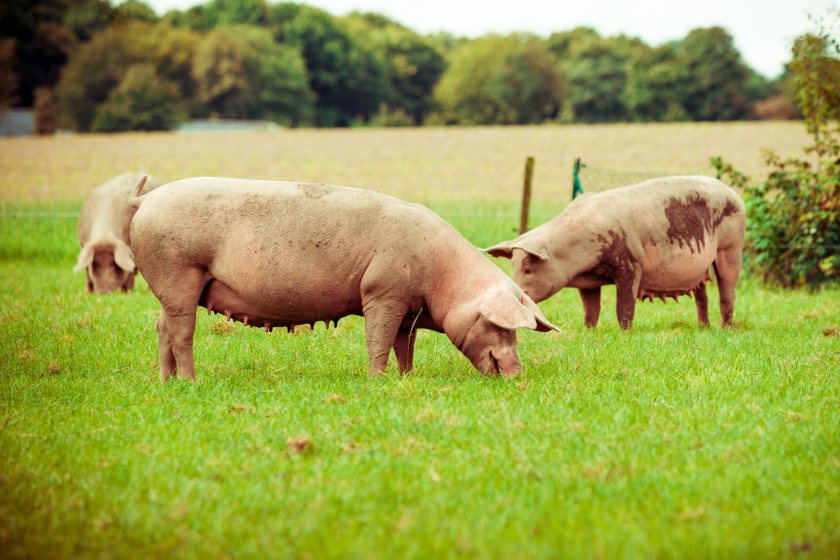 The global pork industry is confronting weaker consumption trends and feed cost volatility, Rabobank says