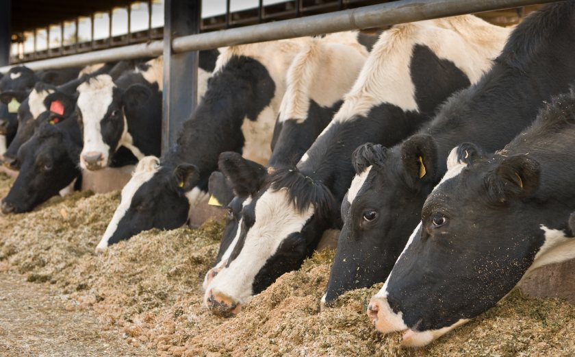Agricultural supplier Wynnstay has launched a new campaign to help dairy farmers improve milk from forage