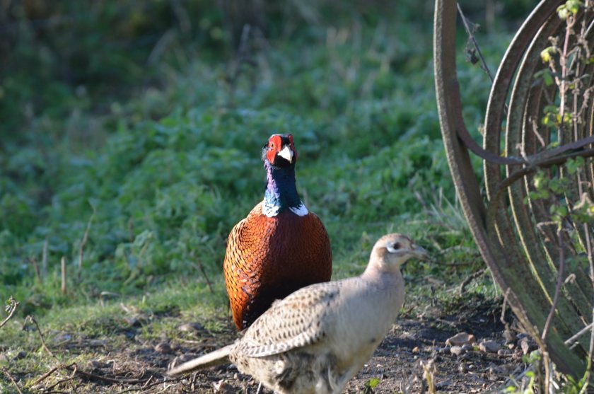 The disease was found in pheasants at a farm near Newtown, Powys, the Welsh government said