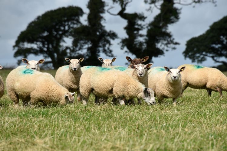 Last year, farmers saw the challenging impacts of the cost-of-living crisis and a hot, grass-limiting summer on farm production