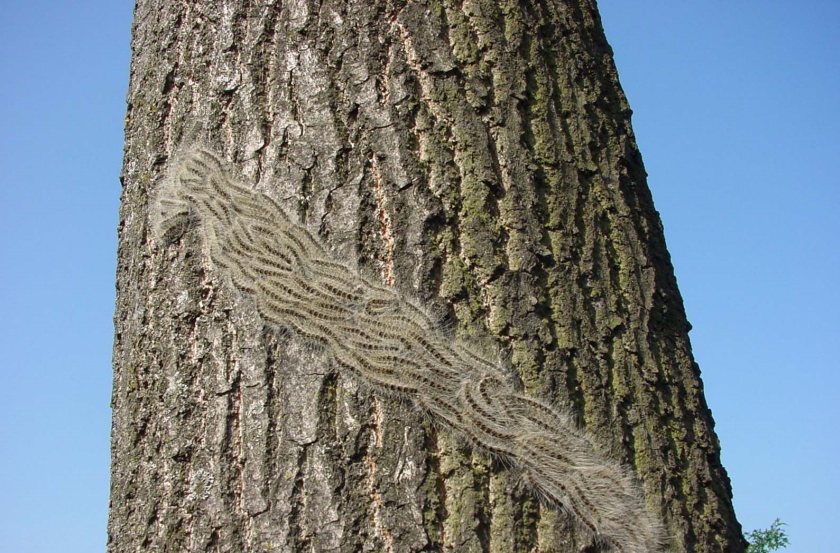 A government programme to manage oak processionary moths has been in place since 2012