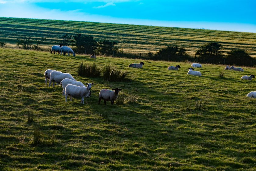 The Northern Ireland Carbon Steering Group is a new alliance set up to represent farmers and the agri-food industry