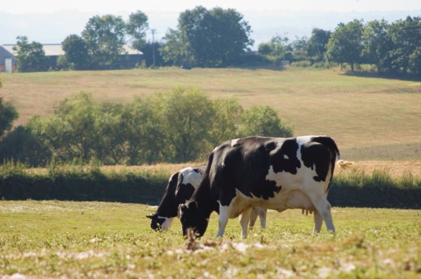 In the AHDB's most recent survey of major milk buyers, it is estimated that there were 7,500 dairy producers in GB as of April this year