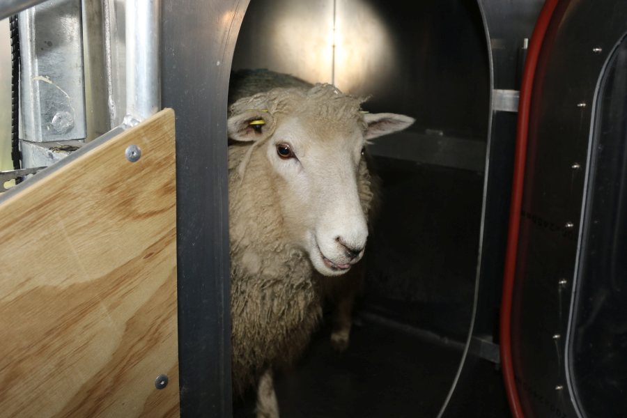 The trailer-mounted chambers can predict methane emissions in individual sheep from a variety of systems