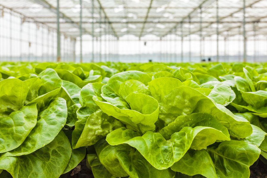The FVA warned that UK horticulture businesses across the country were "struggling to remain viable"