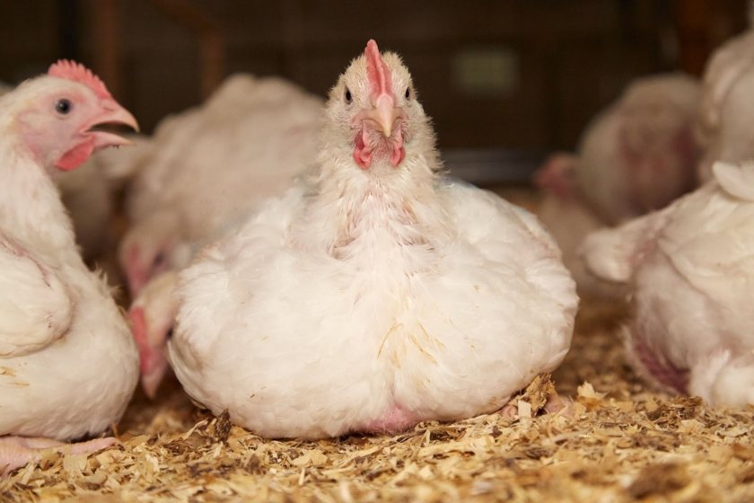 Concerns about meat chicken breeds have been frequently highlighted by animal welfare organisations