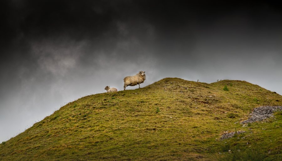 Upland farmers will now benefit from improved access to the UK's post-Brexit agricultural support schemes