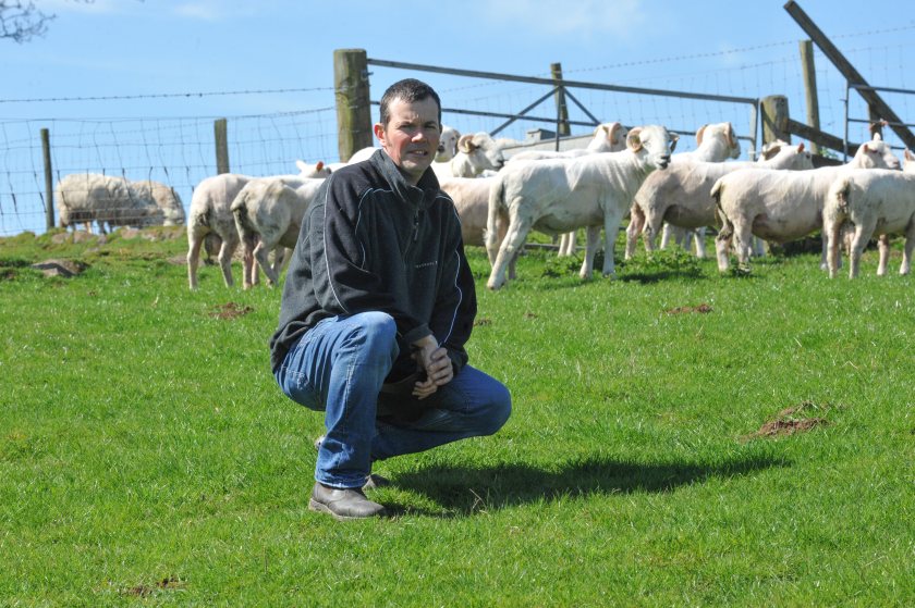 Edward Williams has made big strides in increasing the genetic merit of their ‘Wenallt’ Welsh Mountain ewes since he started recording in 2010