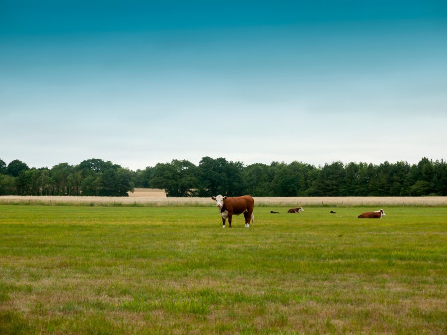 The study provides important, local genomic evidence on bTB transmission within and between cattle and badger populations