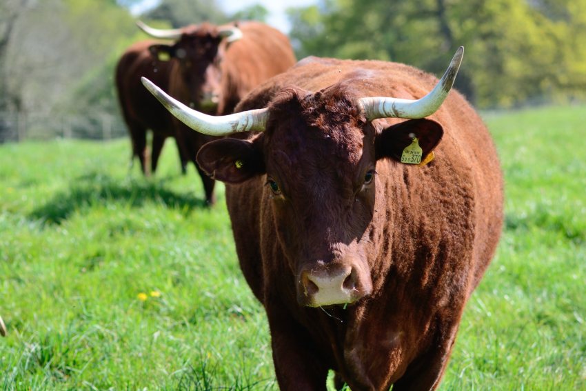 National Trust will introduce livestock - around 200 Red Devon cattle and Mangalitsa pigs - to the Dorset nature reserve