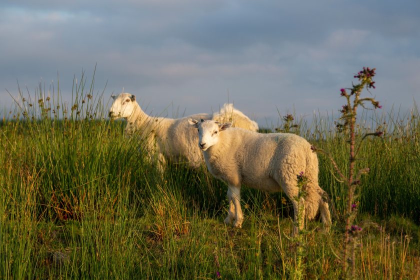  A project aiming to combat sheep scab outbreaks by offering funding to diagnose and treat infected sheep has launched in Wales