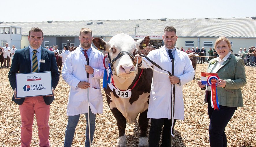 Reserve Champion went to the Bowendu herd’s three-year-old Hereford bull, Solpoll 1 Trailblazer