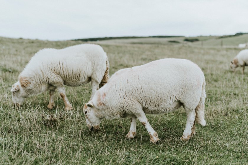 The livestock worrying incident, which occurred in October 2022, involved two large dogs attacking sheep