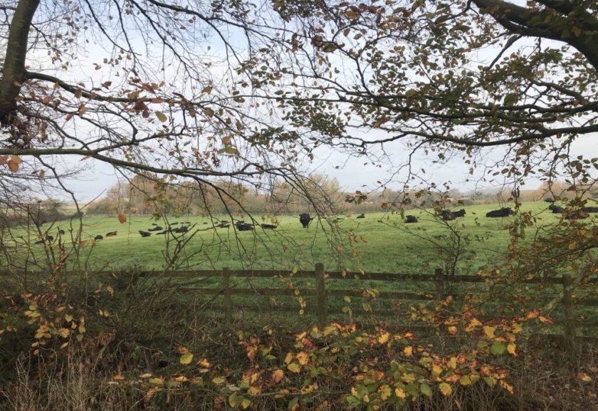 The 700-acre farm is now mostly grassland, extensively grazed by a herd of 70 Aberdeen Angus cattle