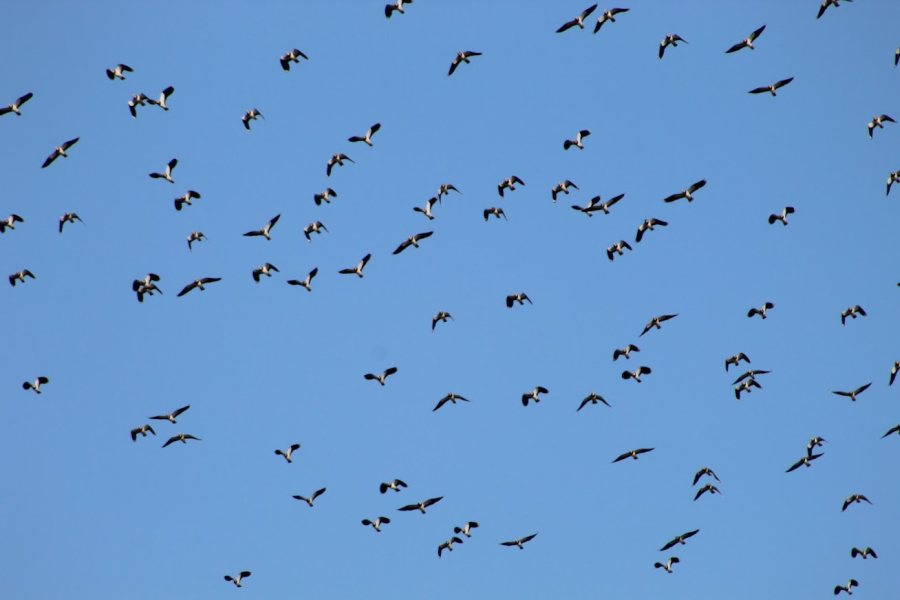 Flocks of 300 lapwings have been seen regularly on the farm