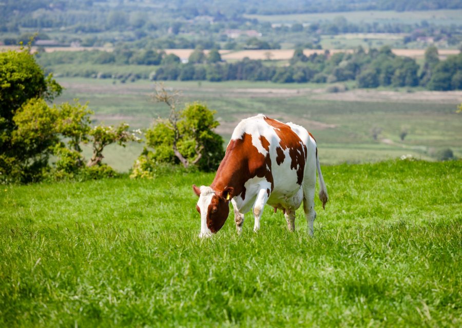 A heatwave can drastically reduce milk yields and even put a farm’s sustainability at risk over a long period