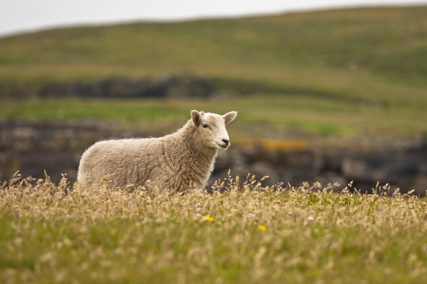 Argyll tenant farmer Brian Walker said it was vital that the Scottish government made a decision on the issue as a matter of urgency