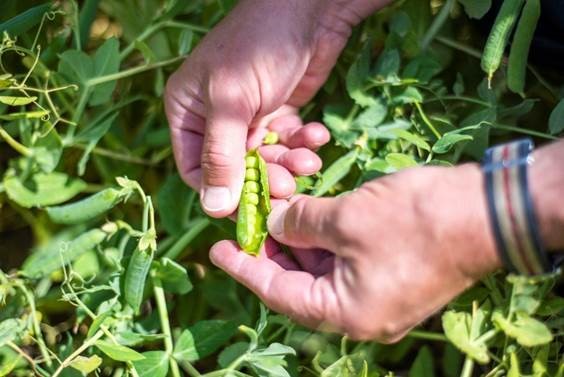 The Great British Pea Week, commencing next month, champions the 700 pea growers around the country (Photo: BGA)