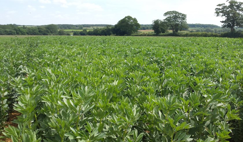 The four-year £5.9m research project will work to increase pulse cropping in arable rotations to 20% across the UK