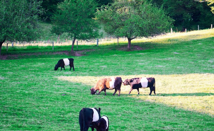 Waitrose said the new move would help put lesser-known native breeds into the spotlight