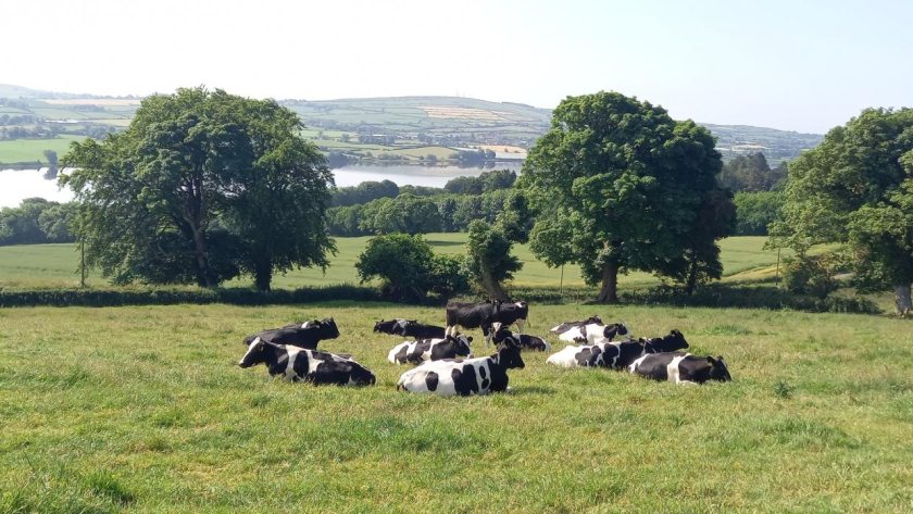 Use of various breeding technologies can increase the genetic progress of farmers' dairy replacements (Photo: DAERA)