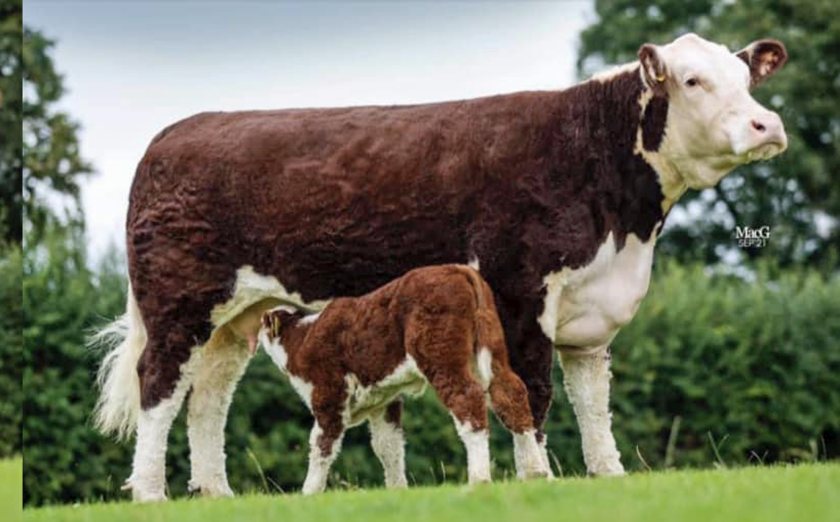 Goulding Poll Duchess from the Santa Maria Polled Hereford herd (Photo: Halls)